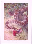 Python Snake & Guereza Monkeys Antique Double-Sided Colour Plate-44