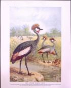 East African Balearic Crane & Bustards Double-Sided Colour Plate-57
