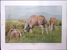 Eland, Kudo Antelope Antique Double-Sided Colour Plate-26