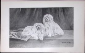Maltese Antique Book Plate Rawdon Lee Modern Dogs 1894-18