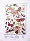 Group of Insects & Giant Swift Moths Antique Double-Sided Colour Plate-19