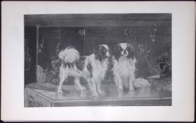 Japanese Spaniels Antique Book Plate Rawdon Lee Modern Dogs 1894-17