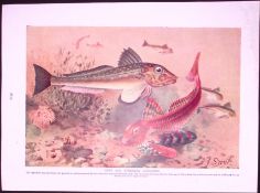 Grey & Streaked Gurnards & Natural Fish Antique Double-Sided Colour Plate-9