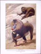 Troop of Baboons & Mandrill Monkey Antique Double-Sided Colour Plate-41