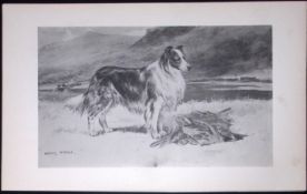 Collie or Sheepdog Antique Book Plate Rawdon Lee Modern Dogs 1894-6