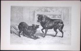 Schipperkes Antique Book Plate Rawdon Lee Modern Dogs 1894-21