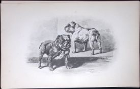 Bulldogs Antique Book Plate Rawdon Lee Modern Dogs 1894-12