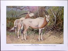 Sable Antelopes & Springbucks, Antique Double-Sided Colour Plate-16