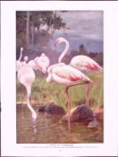 Group of Flamingos & Artic Polar Bears Birds Antique Double-Sided Colour Plate-66