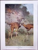 Mouflon ,Bharal, Sheep Antique Double-Sided Colour Plate-24