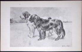 Newfoundland’s Antique Book Plate Rawdon Lee Modern Dogs 1894-5