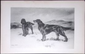 Black & Tan Setters Antique Book Plate Rawdon Lee Modern Dogs 1893-37
