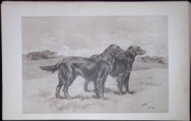 Pair Curly Coated Retrievers Antique Book Plate Rawdon Lee Modern Dogs 1906-60