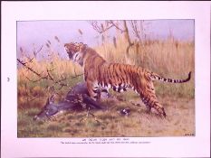 Indian Tiger And Its Prey In Serbia Antique Double-Sided Colour Plate-3