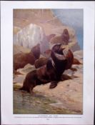 California Sea Lion & Pauls Squirrel Antique Double-Sided Colour Plate-28