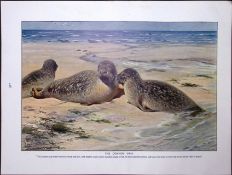 The Common Seal & The Pine Marten Antique Double-Sided Colour Plate-30