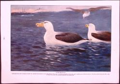 Albatrosses & Sea Birds Antique 115 Year -Old Double-Sided Colour Plate.