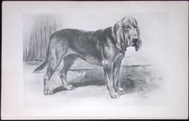Bloodhound Antique Book Plate Rawdon Lee Modern Dogs 1893-23