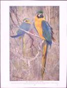 Blue & Yellow Macaw & Australian Duckbill Birds Antique Double-Sided Colour Plate-65