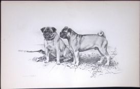 Pug Dogs Antique Book Plate Rawdon Lee Modern Dogs 1894-13