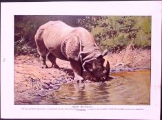 Indian Rhinoceros & Asiatic Wild Asses Antique Double-Sided Colour Plate-47