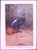 Monal & Water Birds Antique 115-Year-Old Double-Sided Colour Plate-3