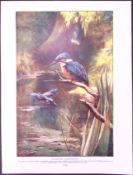 Black Hornbills & European Kingfishers Antique Double-Sided Colour Plate-60