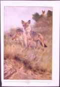 Pack of Wolves & Fox Antique & Double-Sided Colour Plate-33