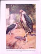 Indian Adjutant Storks & Wild Ducks, Mallards Antique Double-Sided Colour Plate-56