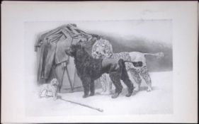 Poodles Antique Book Plate Rawdon Lee Modern Dogs 1894-9