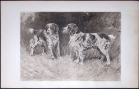 English Springers Antique Book Plate Rawdon Lee Modern Dogs 1906-52