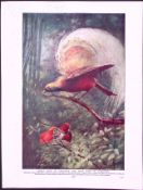 Glossy Starlings & Bird of Paradise Antique Double-Sided Colour Plate-63