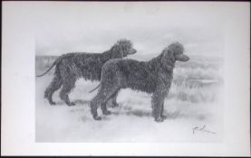 Retrievers Flat or Wavy Coated Antique Book Plate Rawdon Lee Modern Dogs 1893-40