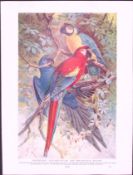 Red And Blue Macaws & Blue And Yellow & Horn Owl Antique Double-Sided Colour Plate-67