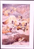 Fennecs Foxes & Brown Bear Antique & Double-Sided Colour Plate-32