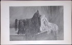 Corded Poodles Antique Book Plate Rawdon Lee Modern Dogs 1894-10