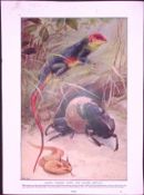 Chameleons & Horned Viper Antique Double-Sided Colour Plate-10
