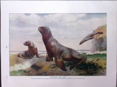 Hookers Sea Lion & White Nosed Coatis Antique Double-Sided Colour Plate-27
