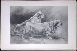 Clumbers Spaniels Antique Book Plate Rawdon Lee Modern Dogs 1893-42