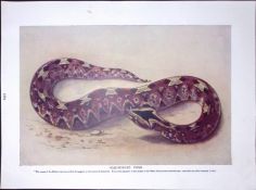 Rat, Cobras, Horned Nose Snakes Antique Double-Sided Colour Plate-11