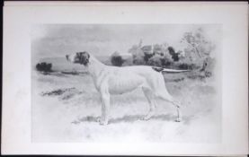 Pointer Antique Book Plate Rawdon Lee Modern Dogs 1893-35
