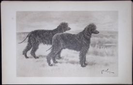 Pair Irish Water Spaniels Antique Book Plate Rawdon Lee Modern Dogs 1906-62