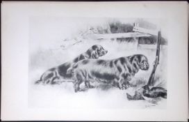 Sussex Spaniels Antique Book Plate Rawdon Lee Modern Dogs 1893-43