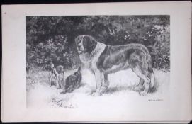 St Bernard & Toy Spaniels Antique Book Plate Rawdon Lee Modern Dog 1894-1