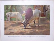 Indian Humped Cattle & Hares in The Wild Antique Double-Sided Colour Plate-22