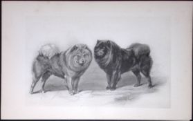 Chow Chows Antique Book Plate Rawdon Lee Modern Dogs 1894-22