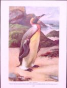 King Penguin & Golden Pheasants Antique 115-Year-Old Double-Sided Colour Plate-5
