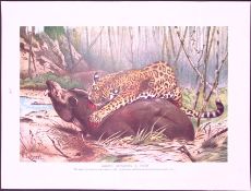 Jaguar Attacking a Tapir & Wild Cat Antique & Double-Sided Colour Plate-34