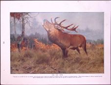 The Red Deer & Scandinavian Reindeer Antique Double-Sided Colour Plate-52