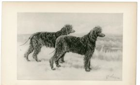 Irish Water Spaniels Antique Book Plate Rawdon Lee Modern Dogs 1893-41